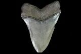 Serrated, Fossil Megalodon Tooth - Beautiful Color #78907-2